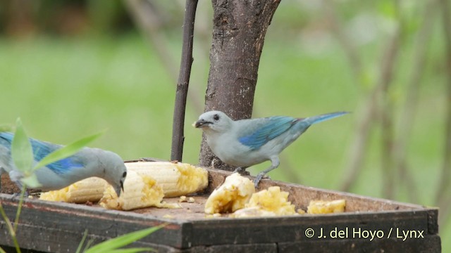 Blue-gray Tanager (Blue-gray) - ML201511811