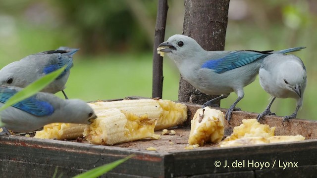 Blue-gray Tanager (Blue-gray) - ML201511821