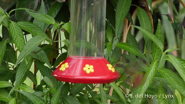 Rufous-tailed Hummingbird (Rufous-tailed) - ML201511851