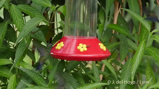 Rufous-tailed Hummingbird (Rufous-tailed) - ML201511861