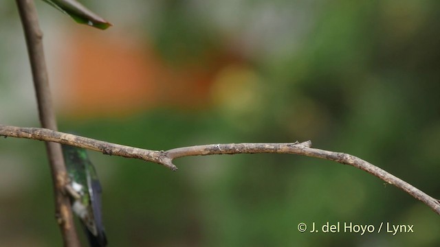 kolibřík bělokrký - ML201511951