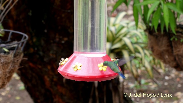 Steely-vented Hummingbird - ML201511981