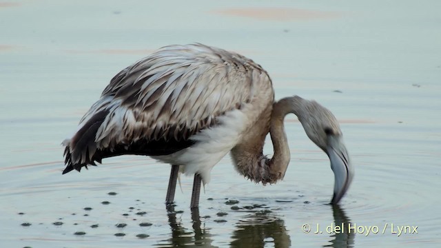 Greater Flamingo - ML201512471