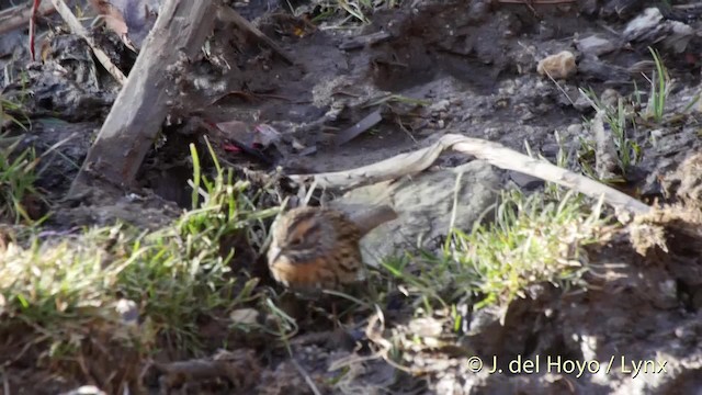 Rufous-breasted Accentor - ML201512651