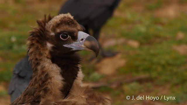 Cinereous Vulture - ML201512671