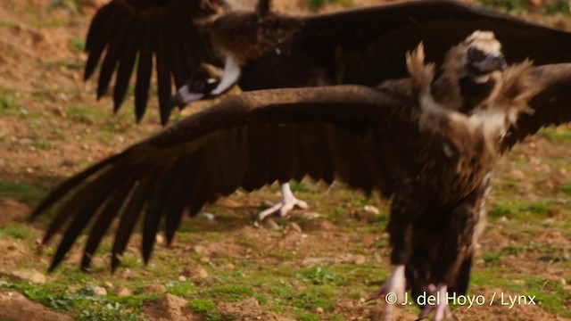 Cinereous Vulture - ML201512681