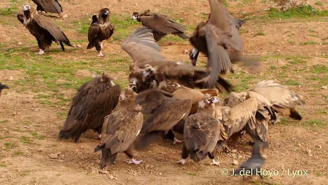 Cinereous Vulture - ML201512701