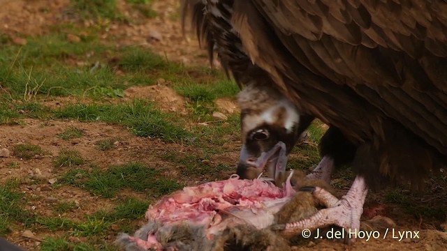 Cinereous Vulture - ML201512731