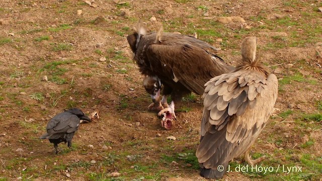 Cinereous Vulture - ML201512871