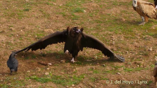 Cinereous Vulture - ML201512881