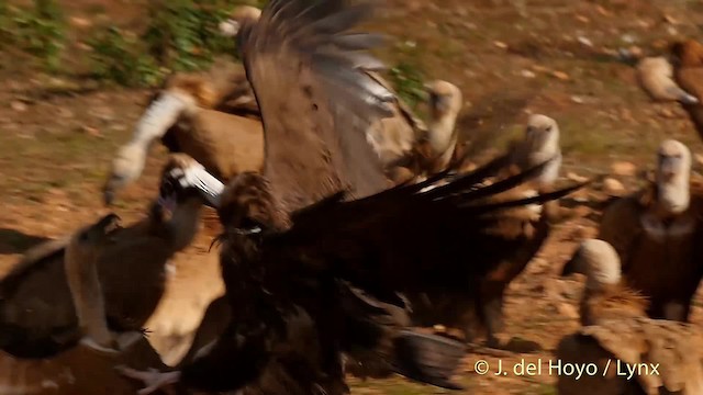 Cinereous Vulture - ML201512891