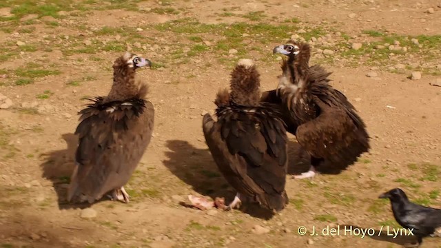 Cinereous Vulture - ML201512901