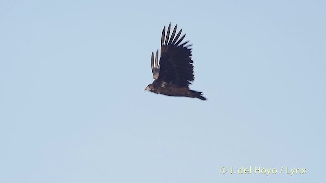 Cinereous Vulture - ML201512921