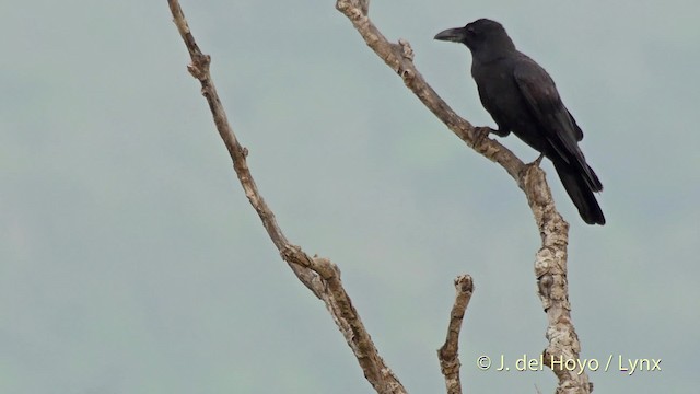 Large-billed Crow (Large-billed) - ML201513001