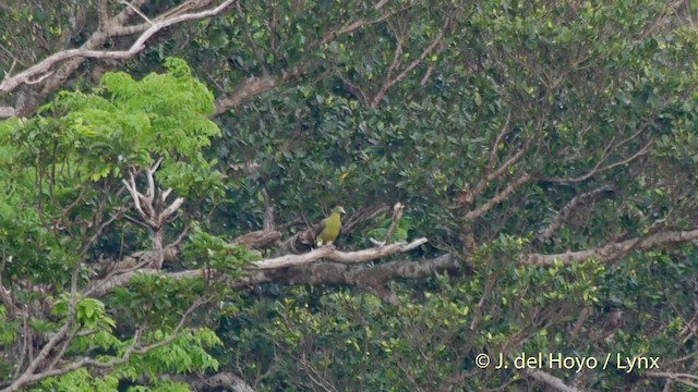 Тайваньский зелёный голубь (permagnus/medioximus) - ML201513021