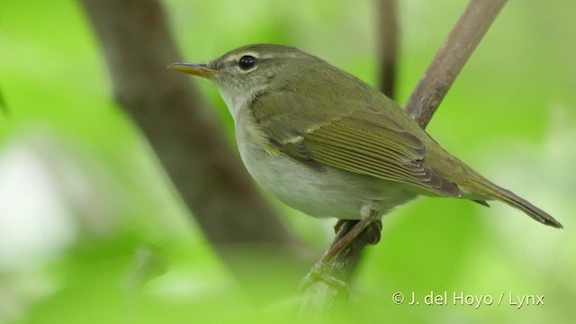  - Ijima's Leaf Warbler