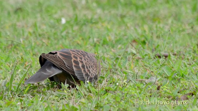 Oriental Turtle-Dove - ML201513151