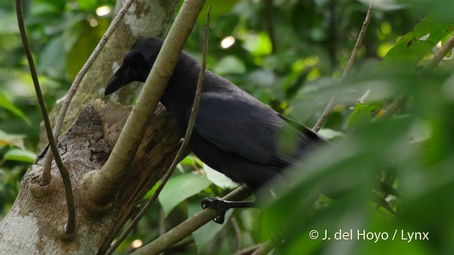 Large-billed Crow (Large-billed) - ML201513171