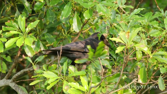 Large-billed Crow (Large-billed) - ML201513181