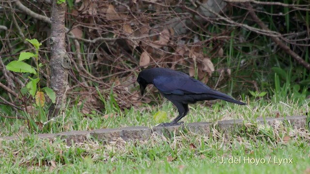 Large-billed Crow (Large-billed) - ML201513191