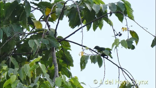 Чернозатылочный фруктовый голубь - ML201513401