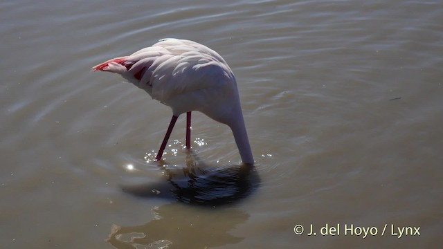 Greater Flamingo - ML201513421