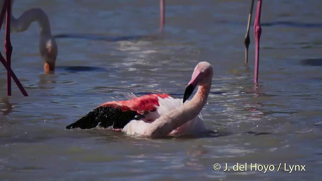 Greater Flamingo - ML201513431