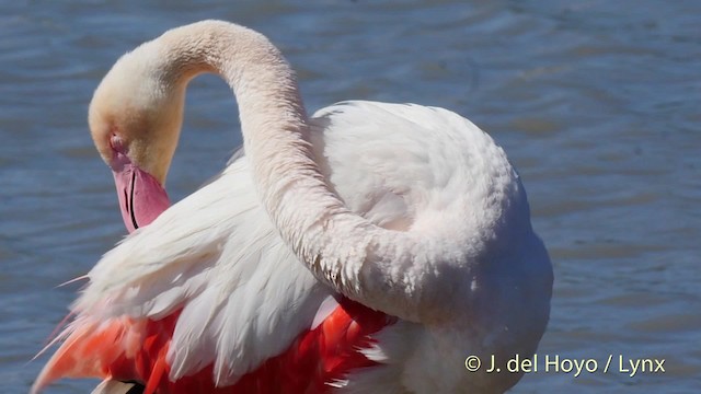 Greater Flamingo - ML201513441