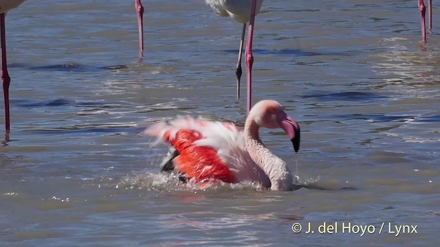 Greater Flamingo - ML201513461