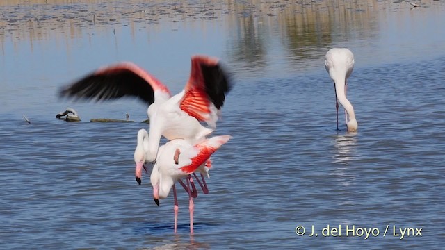 Greater Flamingo - ML201513471