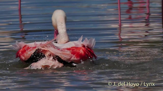 Greater Flamingo - ML201513481