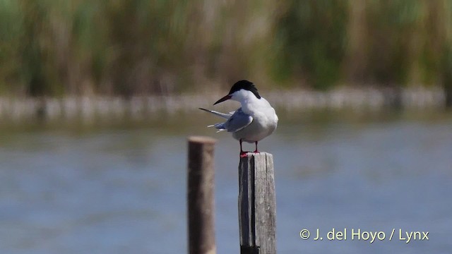 Common Tern (hirundo/tibetana) - ML201513591