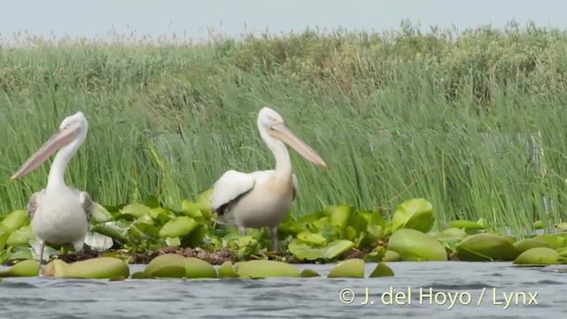 pelikán kadeřavý - ML201513631