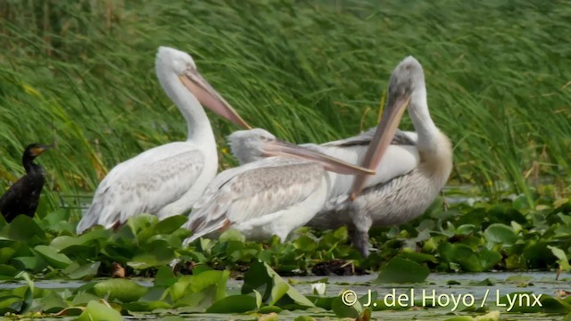 pelikán kadeřavý - ML201513651