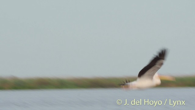 pelikán bílý - ML201513661