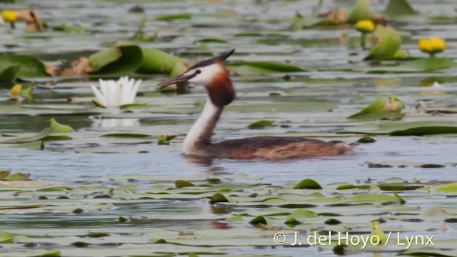 Great Crested Grebe - ML201513751