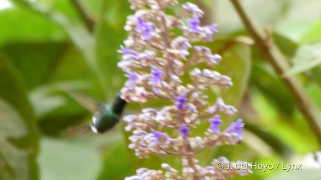 kolibřík trnoocasý - ML201513861