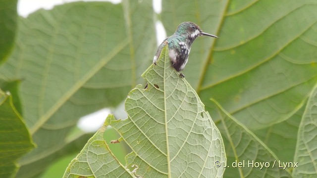 kolibřík trnoocasý - ML201513871