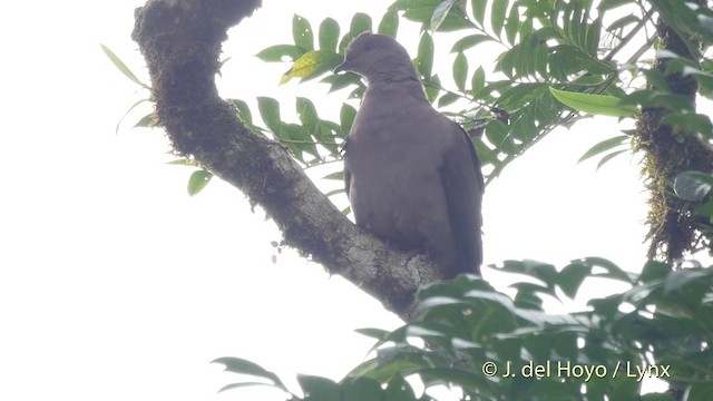 Plumbeous Pigeon - ML201514181