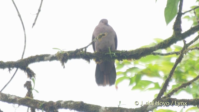 Ruddy Pigeon (Berlepsch's) - ML201514191