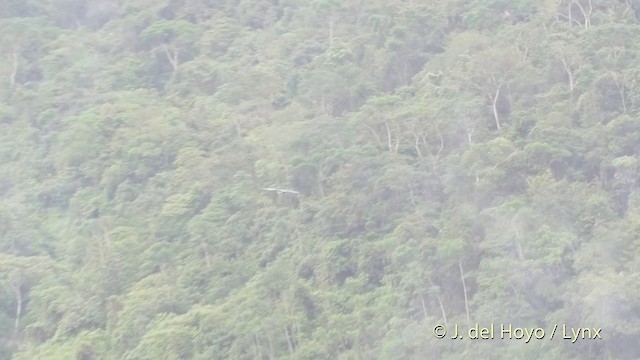 Swallow-tailed Kite - ML201514331