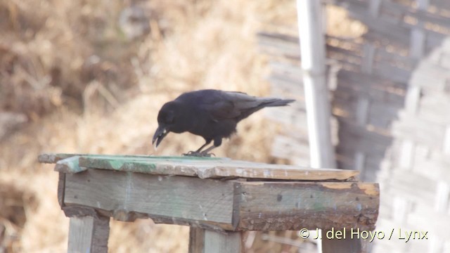 Large-billed Crow (Large-billed) - ML201514411
