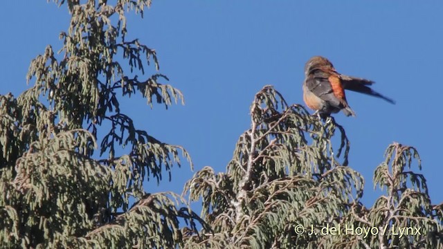 Red Crossbill (Himalayan) - ML201514721