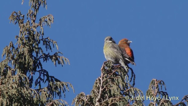 Red Crossbill (Himalayan) - ML201514731