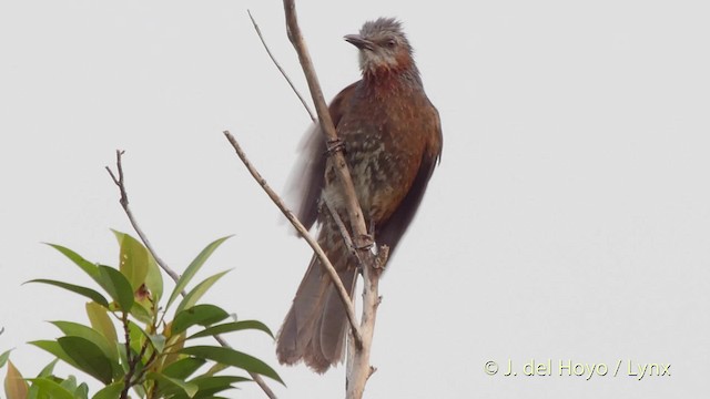  - Brown-eared Bulbul