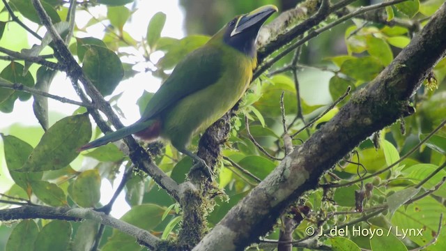 Northern Emerald-Toucanet (Blue-throated) - ML201515511
