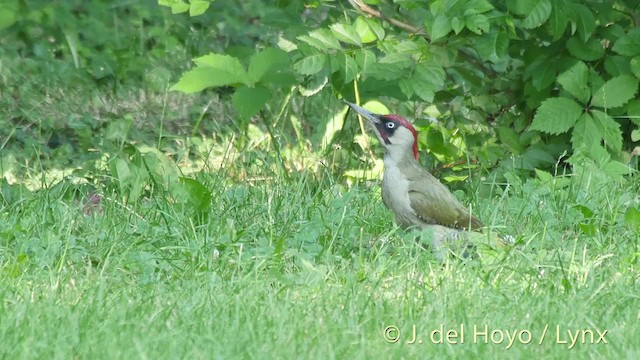 Eurasian Green Woodpecker (Eurasian) - ML201515551
