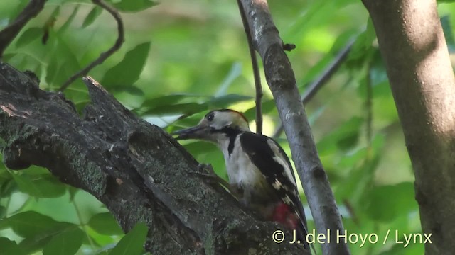 Syrian Woodpecker - ML201515561