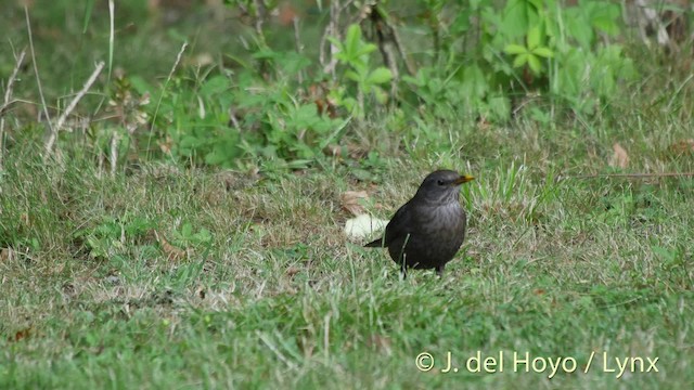 Eurasian Blackbird - ML201515591