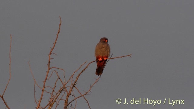 Red-footed Falcon - ML201515721